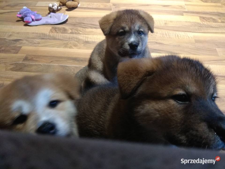 AKITA INU Akita podkarpackie Rzeszów