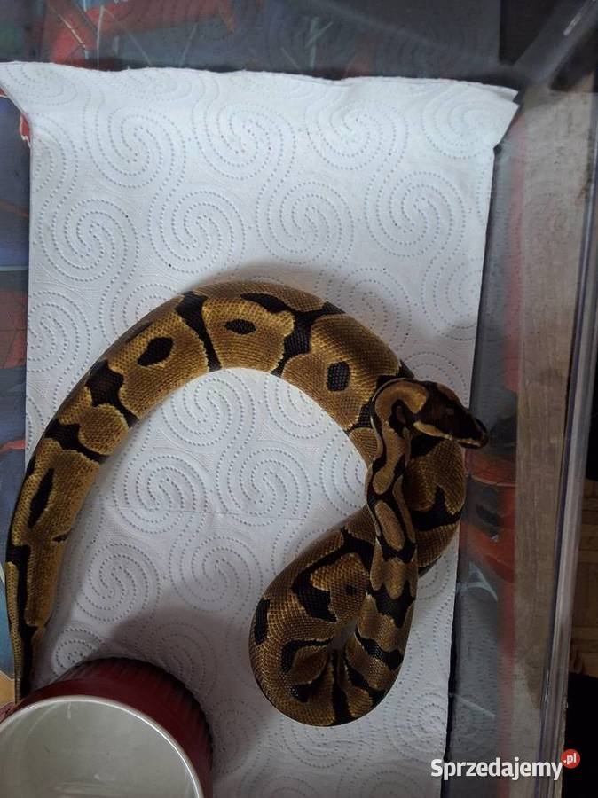 Pyton królewski classic samica mazowieckie Warszawa