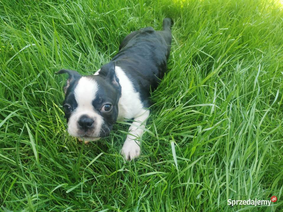 Pies Chłopiec Boston Terrier Szczeniak Sunia 2r Grodzisk Wielkopolski sprzedam