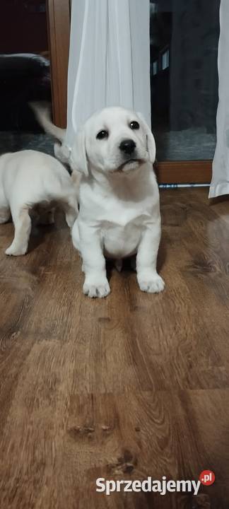 Pieski Labradory Retriever Biszkoptowe Tarnów