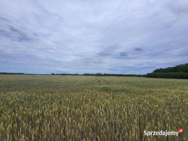 Niezabudowana nieruchomość rolna łączna pow mazowieckie Dziadkowskie-Folwark