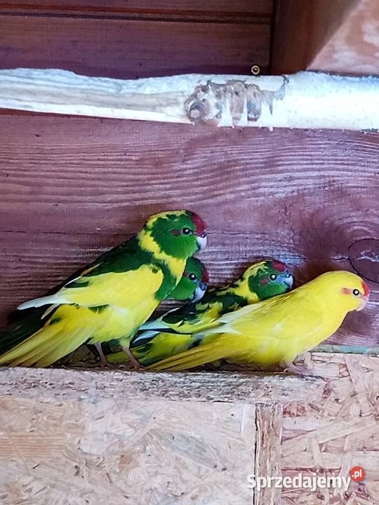 Sprzedam papugi modrolotki kozie Ptaki wielkopolskie Mechlin