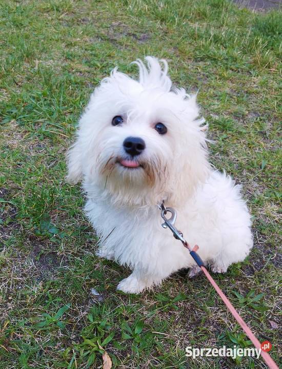 Piesek Maltipoo Pozostałe Kraków