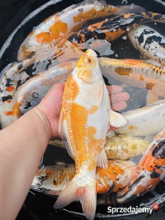 Karpie Koi wielkopolskie Mościejewo