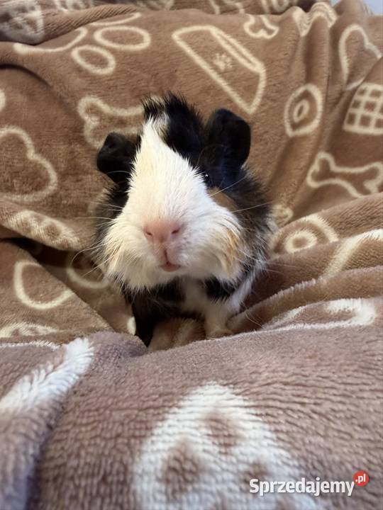 świnka morska cavia domowa SAMIEC Tarnów