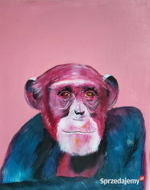 Szympans śląskie Katowice