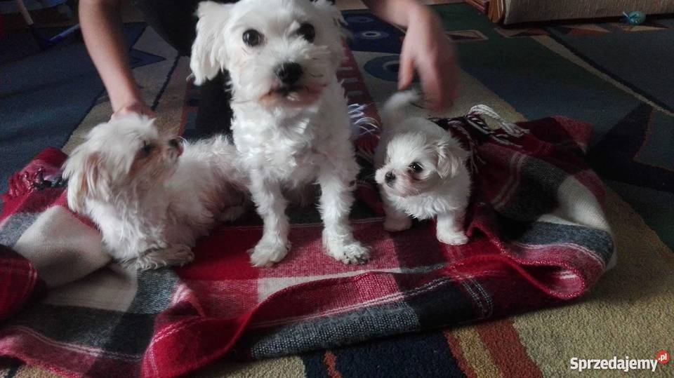 Maly Slodki Maltanczyk Żywiec