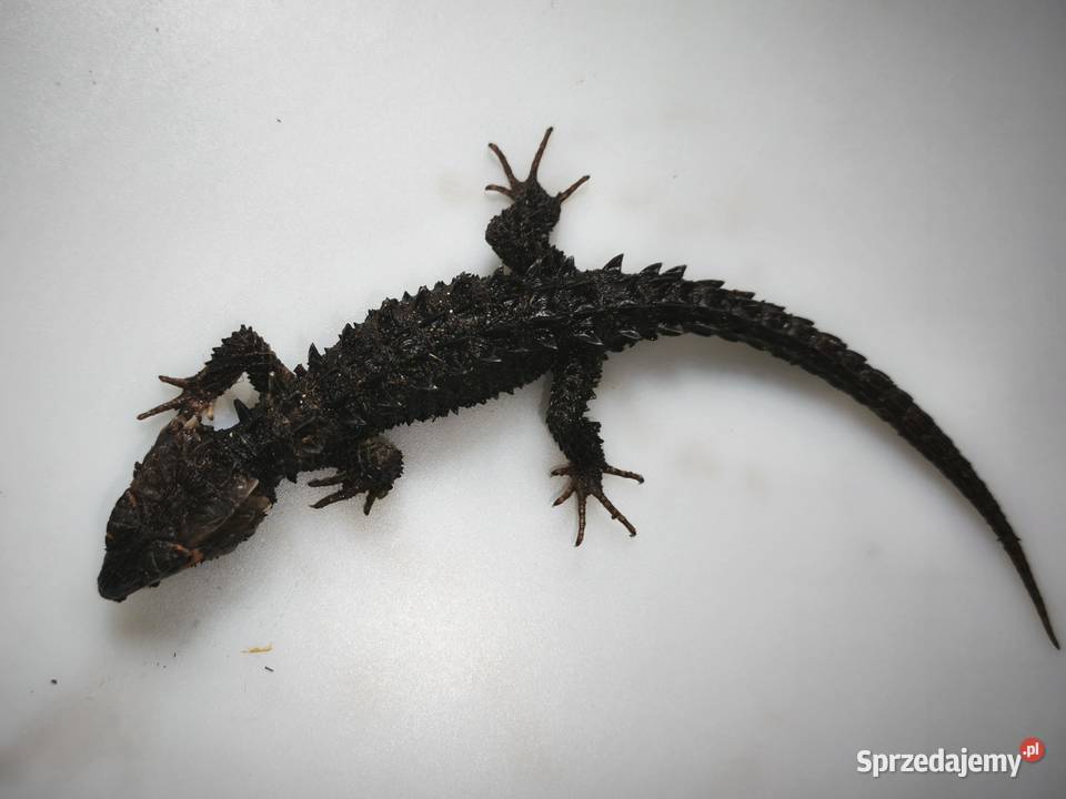 Parka scynków krokodylowych Tribolonotus dolnośląskie Wałbrzych