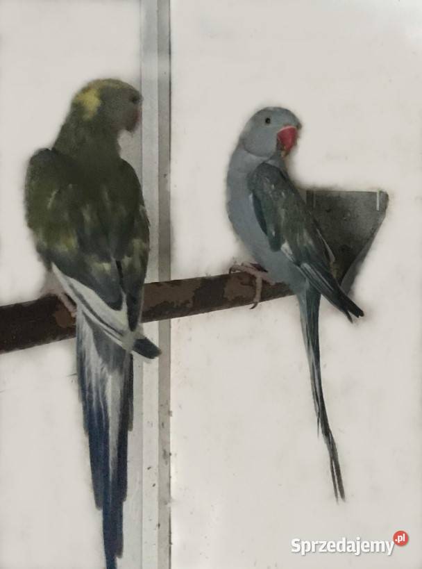 Aleksandretty fiolet szek 2023 Maków Podhalański sprzedam