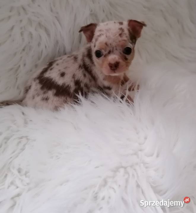 Suczka Chihuahua choco merle tan Wrocław sprzedam