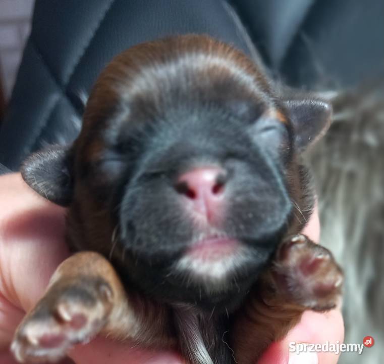 ShihTzu suczka odbiór w grudniu Strzelce Opolskie