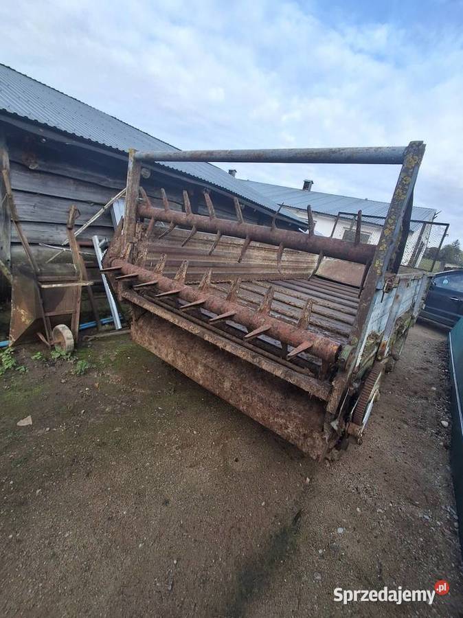 Rorzutnik obornika nieuszkodzony warmińsko-mazurskie Jagodne Wielkie