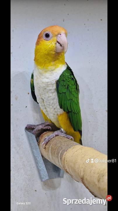 Papugi Barwinka białobrzucha Pionites Szczecin