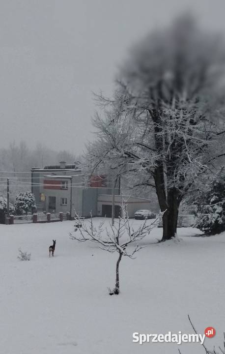 Działka budowlana na sprzedaż