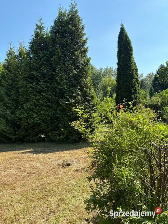 Duża działka ROD Radość 305 m Działki 257 i 258 Dąbrowa Górnicza