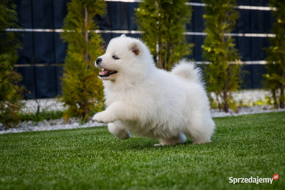 Samoyed ZKwPFci Brodowo