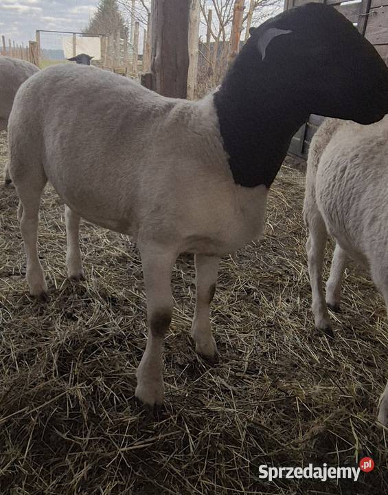 Baranki DORPER Owce baranek kastraty Cekcyn