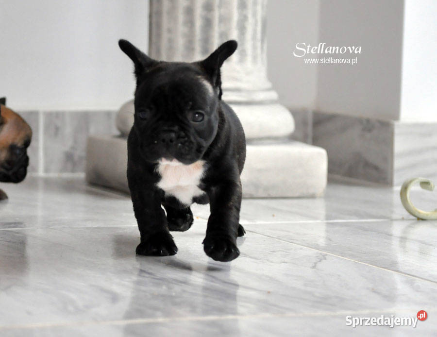 Buldog francuski szczenieta CH MŁCH Stellanova Warszawa sprzedam