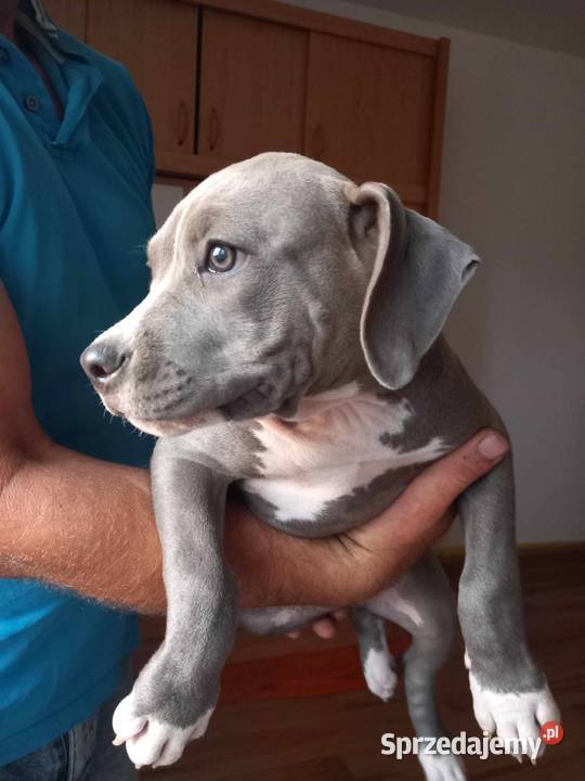 Amstaff American Staffordshire Terrier blue Załawcze