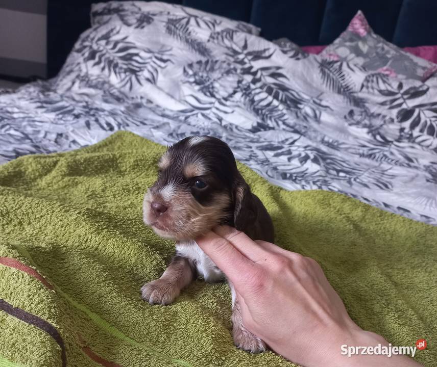 Cocker Spaniel Angielski Piesek Jutrosin