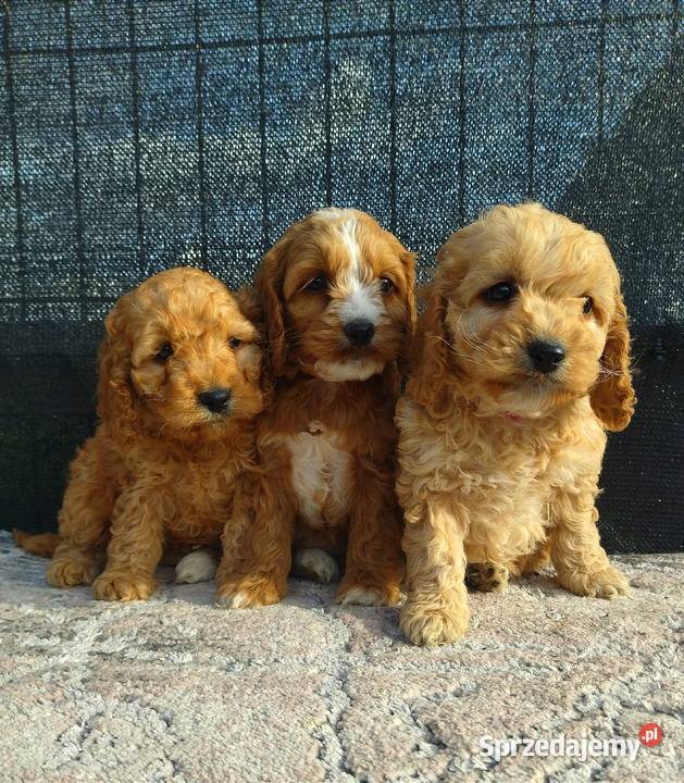 Cockapoo F1 Cocker Spaniel Pudel Miniaturowy Radom