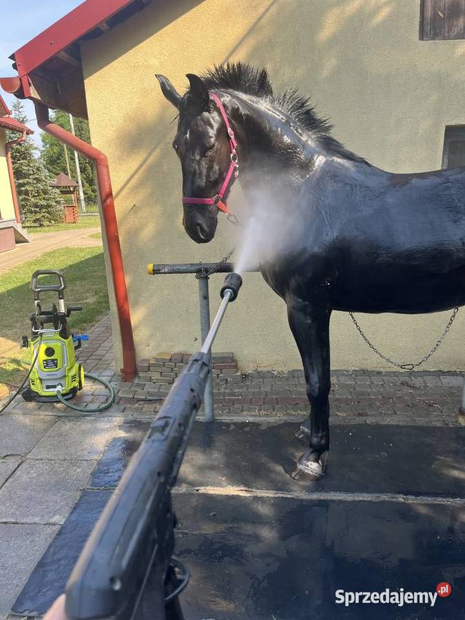 Klacz śląska Przeworsk
