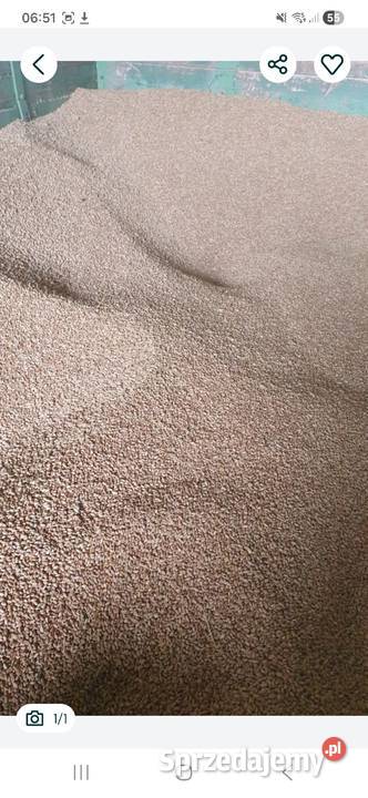 Pszenica ozima odmiana Patras Euforia pierwszy z Żeliszów