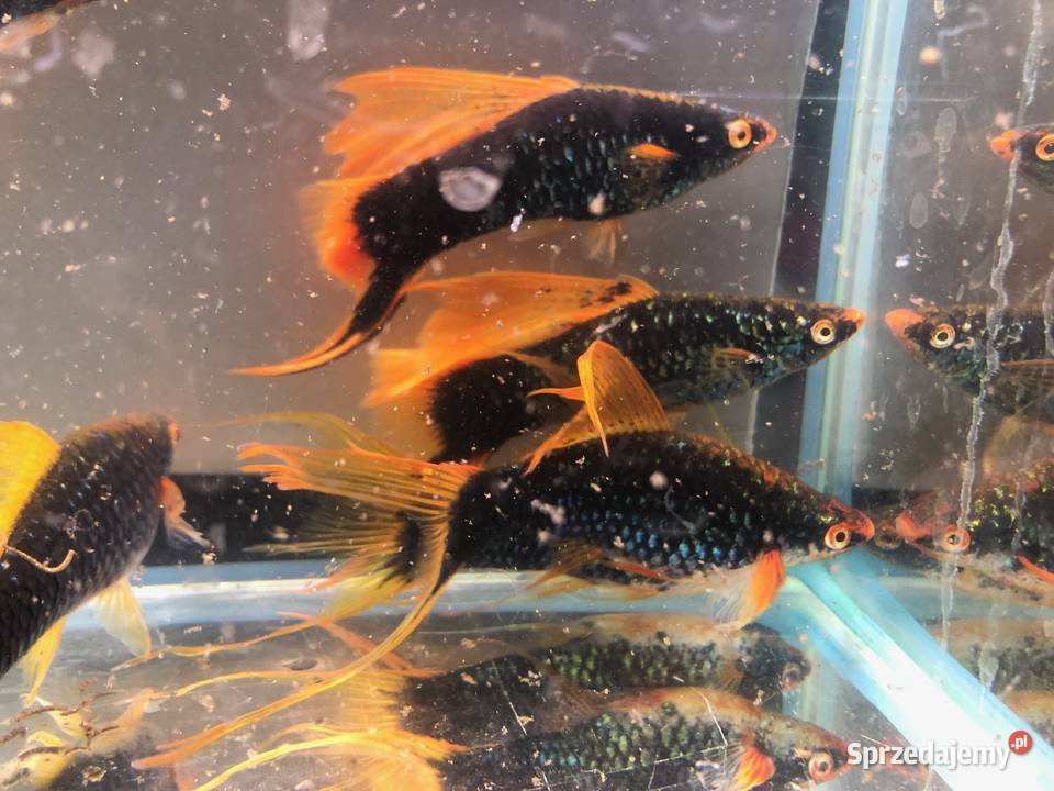 Mieczyk Hamburg Lira Delta XXL 10 12 Justynów