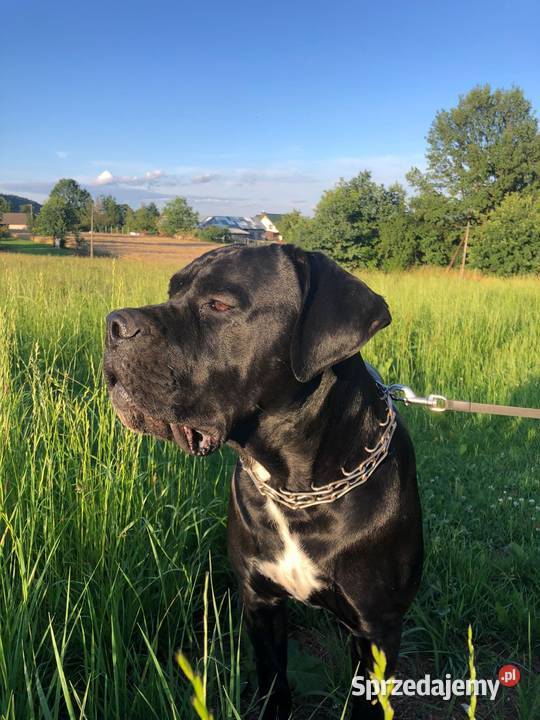 Cane corso Italiano reproduktor Jazowsko