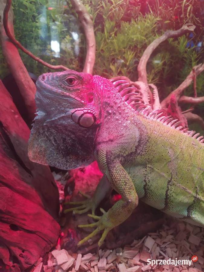 Legwan zielony Gady i płazy sprzedam