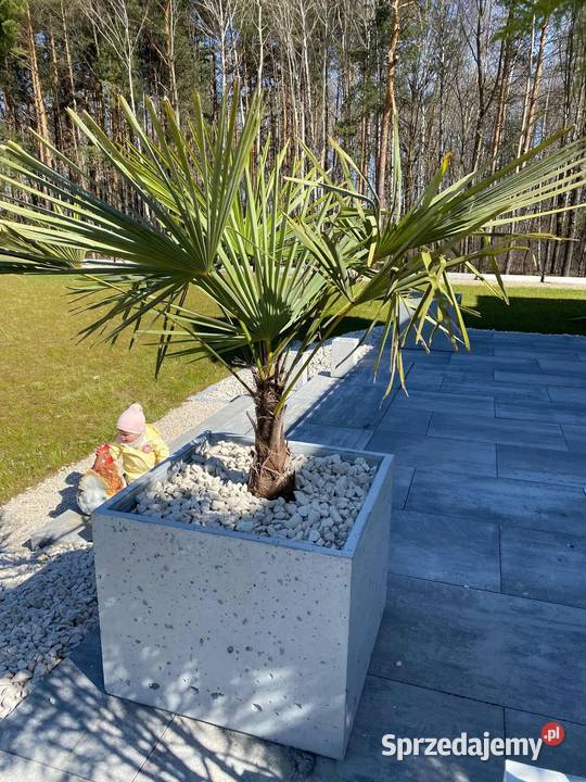 Piękne donice ogrodowe betonowe 50x50x50 wysoka Gorzyce sprzedam