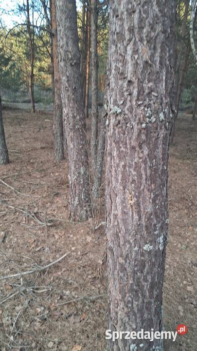 Sprzedam działkę rekreacyjną Karolówka