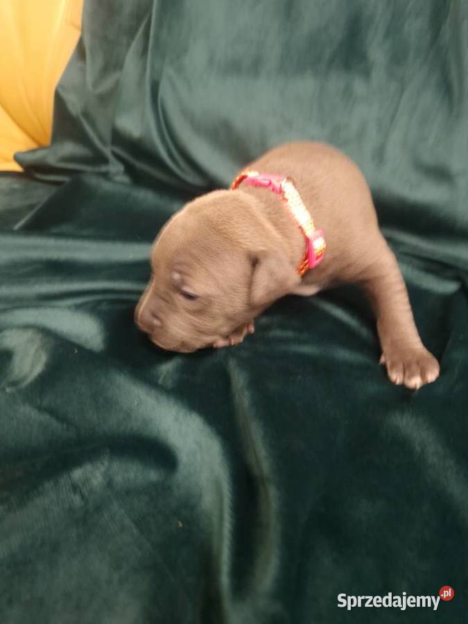 American Staffordshire Terrier Brzeg