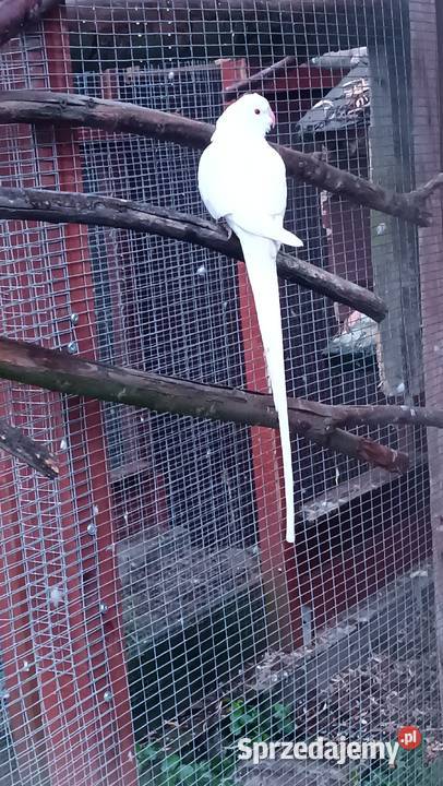 Księżniczka walli samiec biały 2025 Pisarzowice