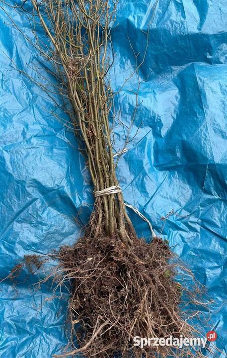 Grab pospolity sadzonki 60100 PAKIET 100sztuk Rośliny świętokrzyskie Kielce sprzedam