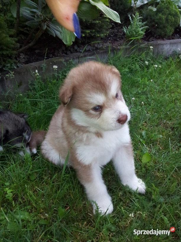 Alaskan malamute szczenięta Aleksandrów Łódzki