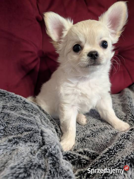 Piesek długowłosy chihuahua kremowy Złaków Borowy