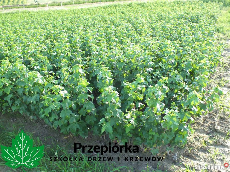 Sadzonki porzeczki czarnej GOFERT ORES licencja lubelskie Stary Pożóg