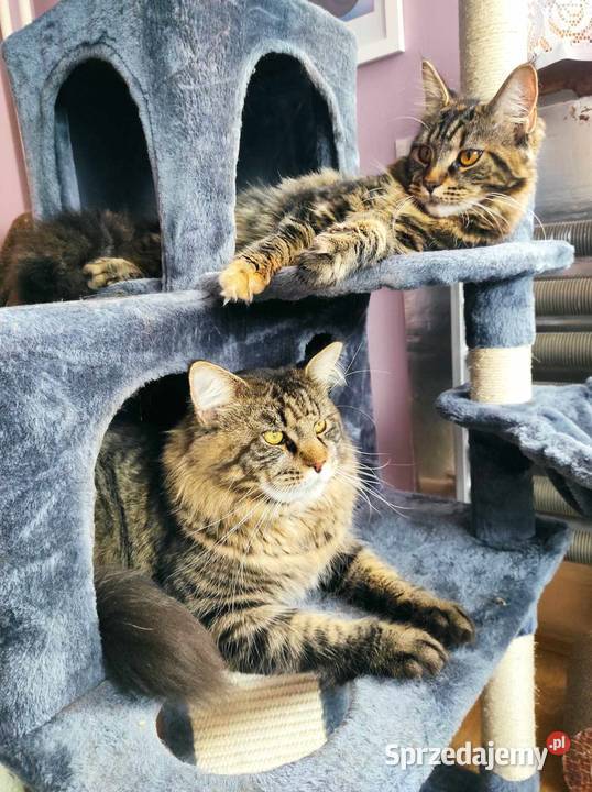 Maine coon kotka sprzedam