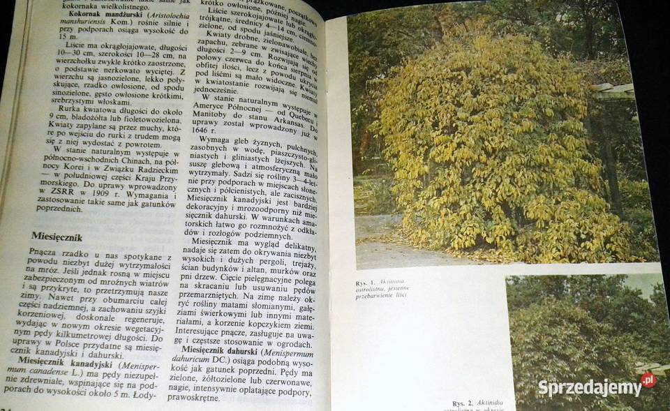Pnącza ozdobne w domu Bluszcz powojnik Chełm