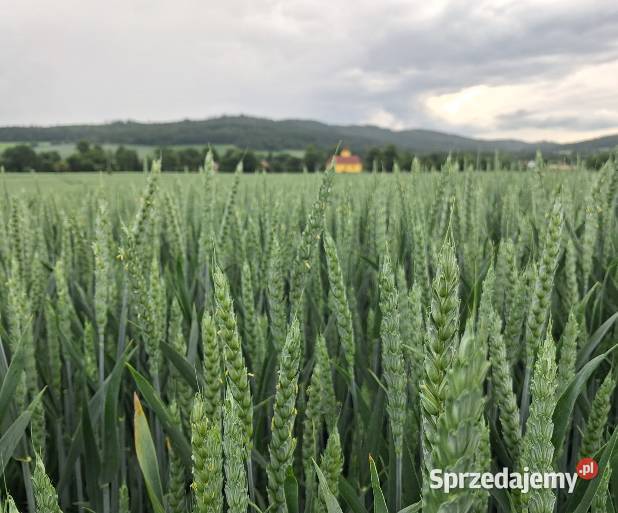 Pszenica ozima HONDIA materiał siewny C1 Gniezno