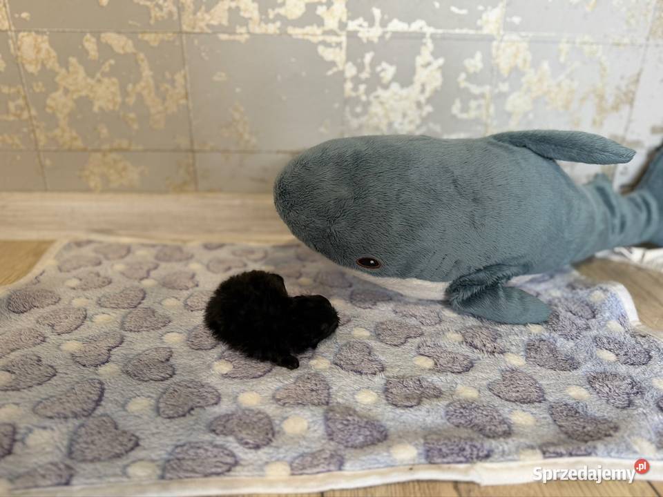 Szpic miniaturowy pomeranian chłopcy Poniszowice