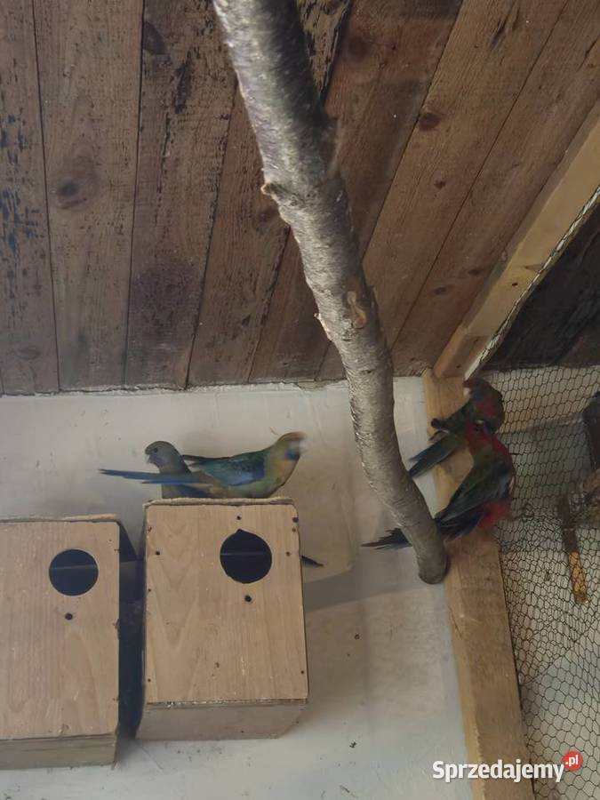 Sprzedam rozelle królewskie Mądre