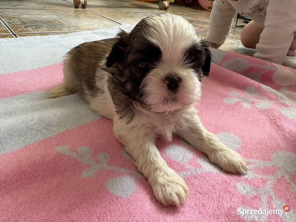 Suczka shih tzu mazowieckie Lekowo