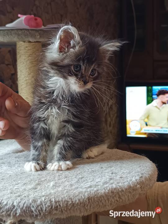 Śliczne kocięta Maine coon z rodowodem