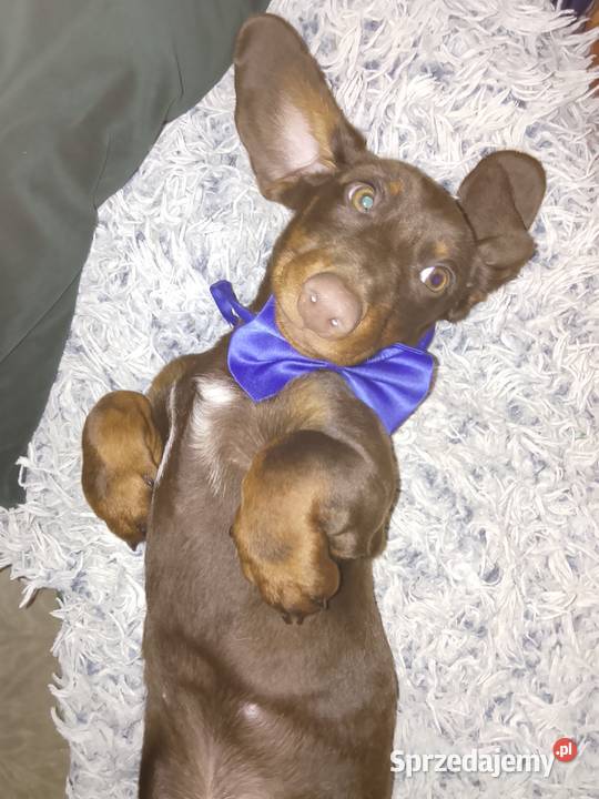 Jamnik standard piesek Garbów