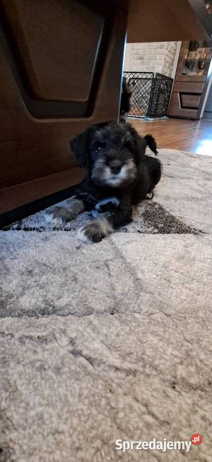 Sznaucer miniaturowy wielkopolskie Słupca