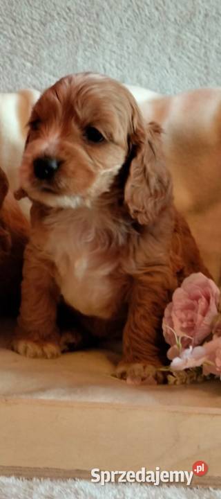 Cockapoo F1 pieski Spaniel Pudel Toruń