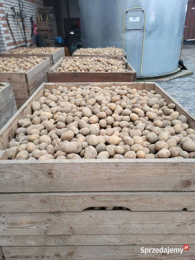 Ziemniaki odpadowe Cieszkowy