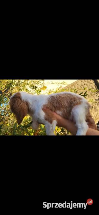 Dwa pieski cavalier King Charlie spaniel Kielce